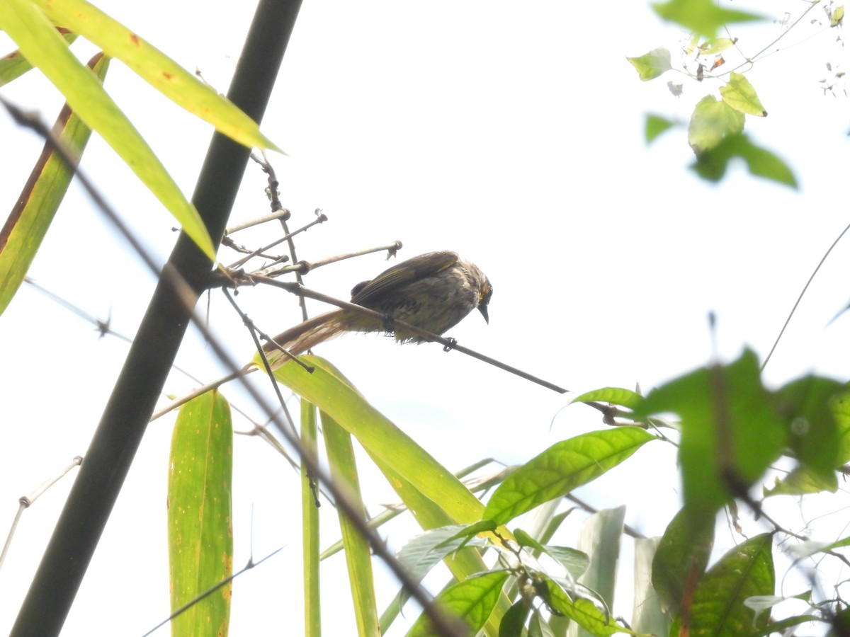 Stripe-throated Bulbul - ML537894051