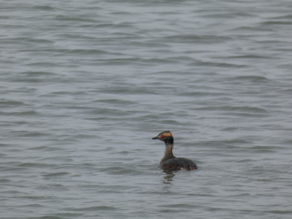 Horned Grebe - ML537894091