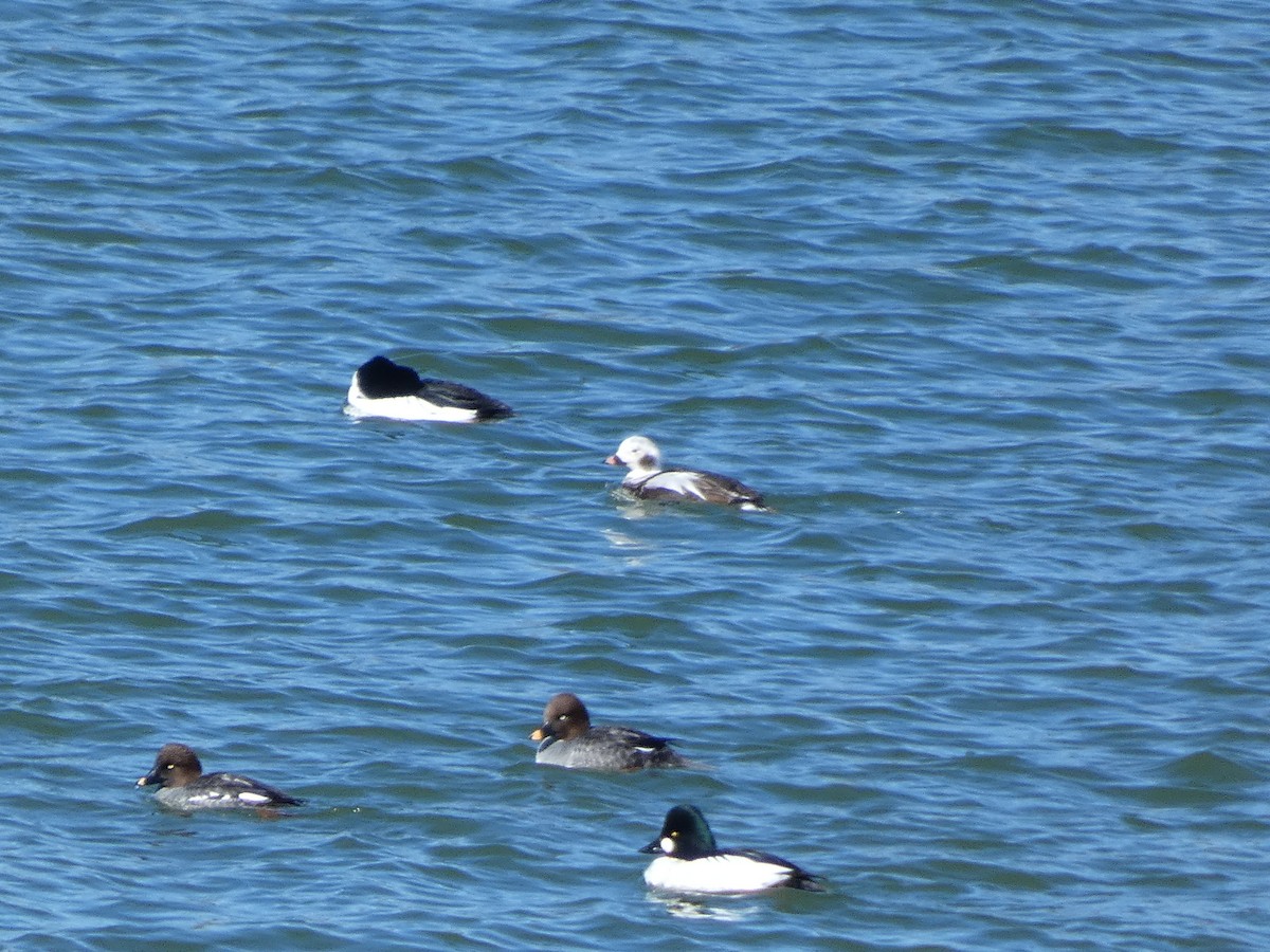 Long-tailed Duck - ML537894271