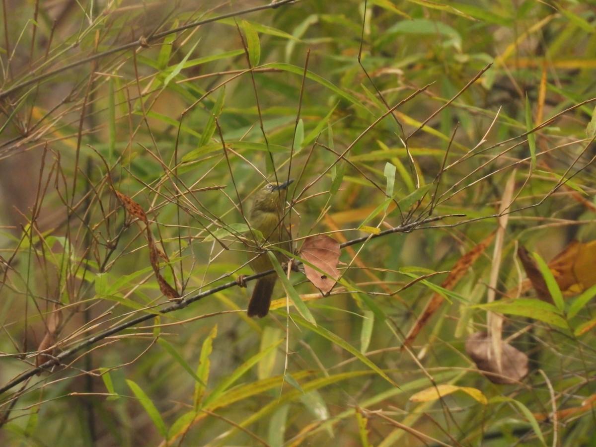 Pin-striped Tit-Babbler - ML537894381