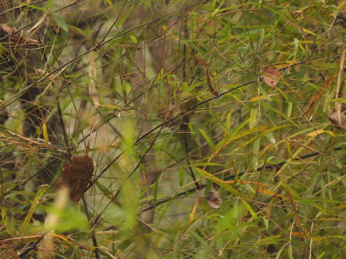 Pin-striped Tit-Babbler - ML537894391