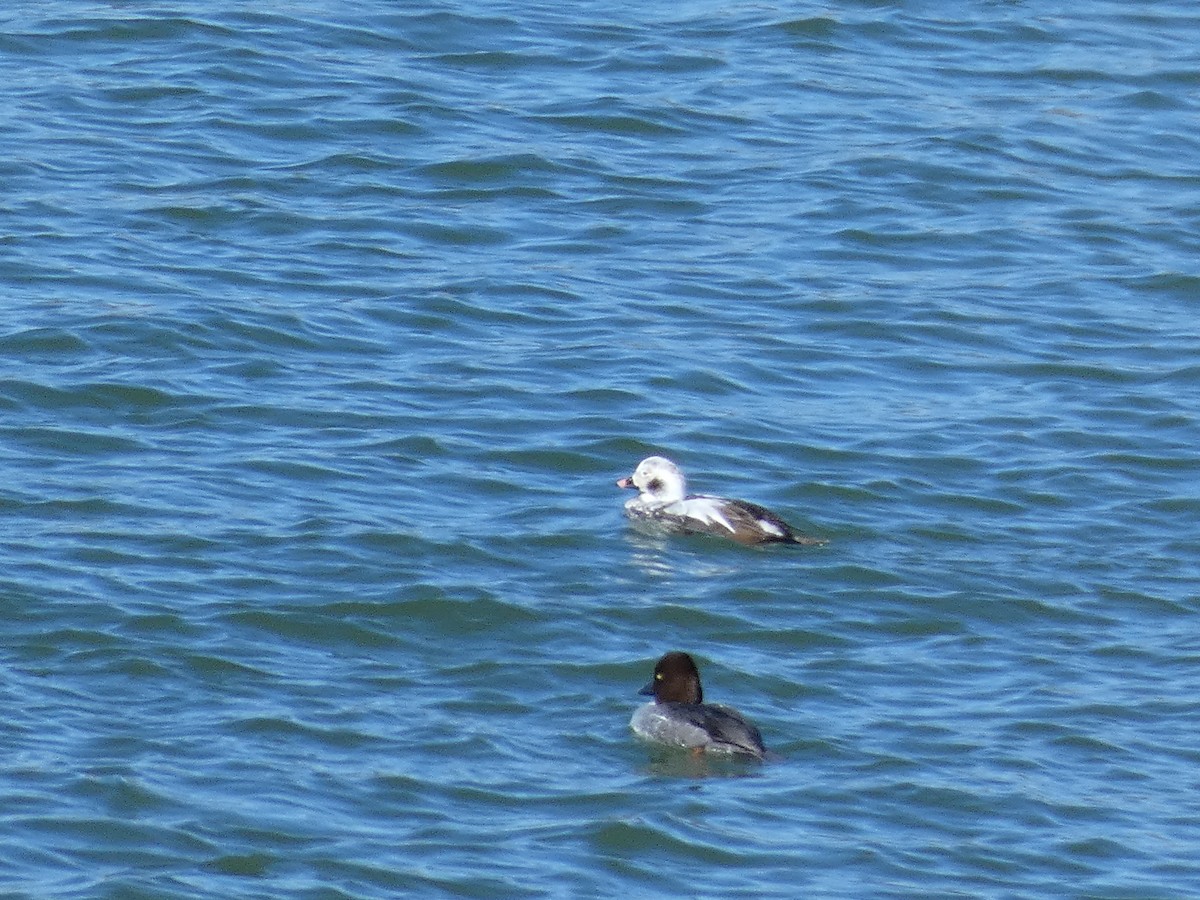 Long-tailed Duck - ML537894411