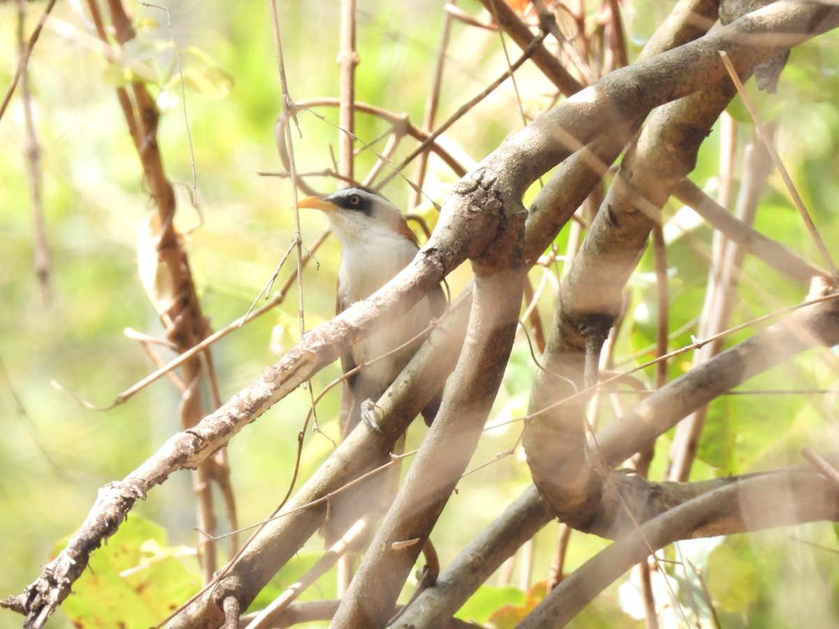 White-browed Scimitar-Babbler - ML537894471