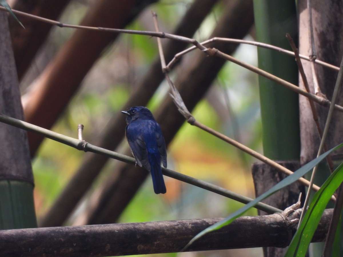 Chinese Blue Flycatcher - ML537894591