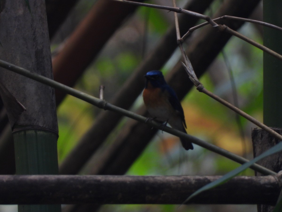 Chinese Blue Flycatcher - ML537894601