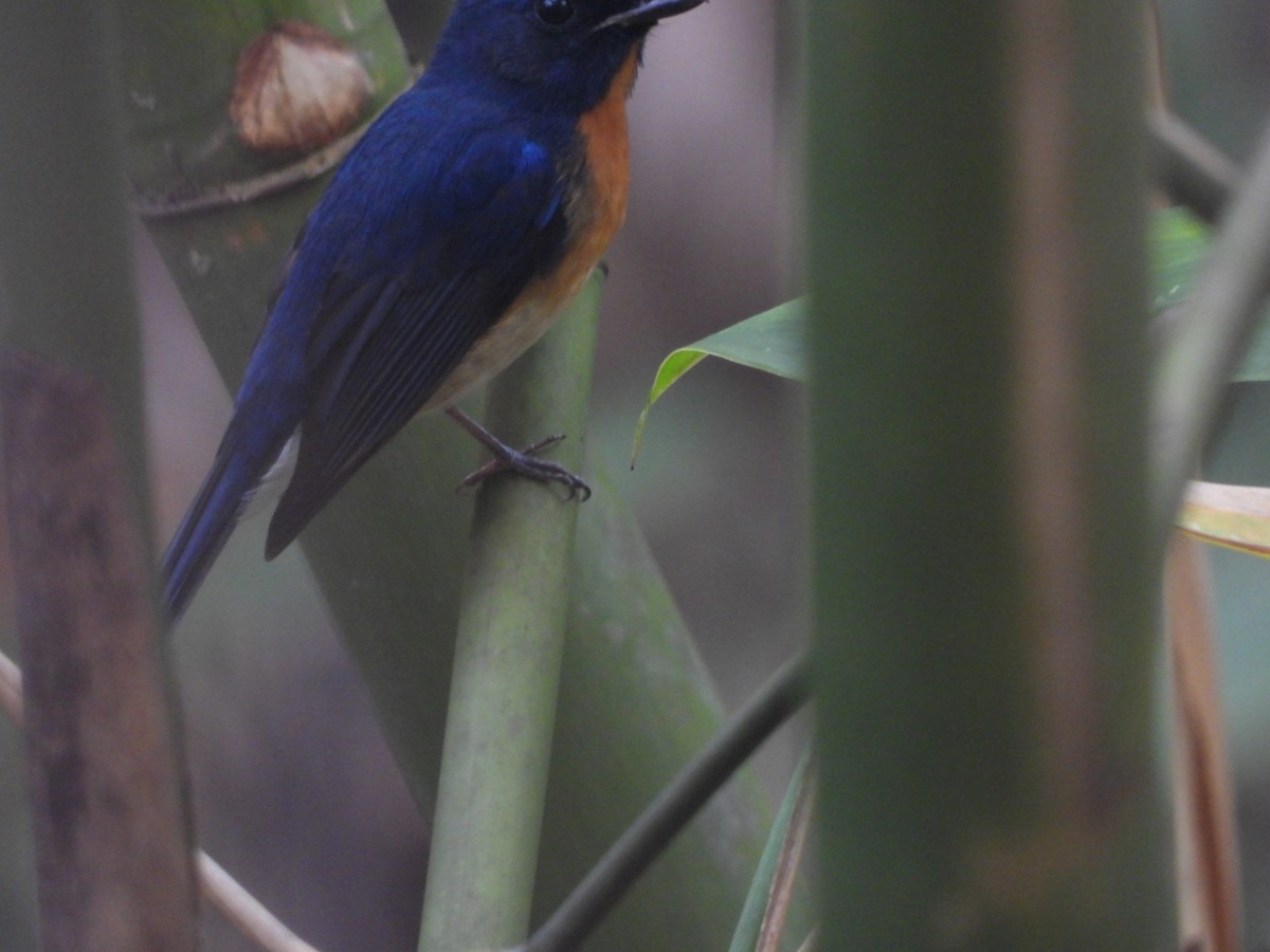 Chinese Blue Flycatcher - ML537894611