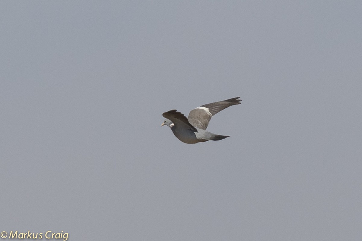 Common Wood-Pigeon - ML53789501