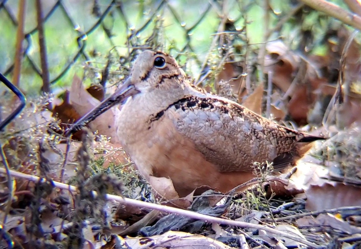 American Woodcock - ML537895571