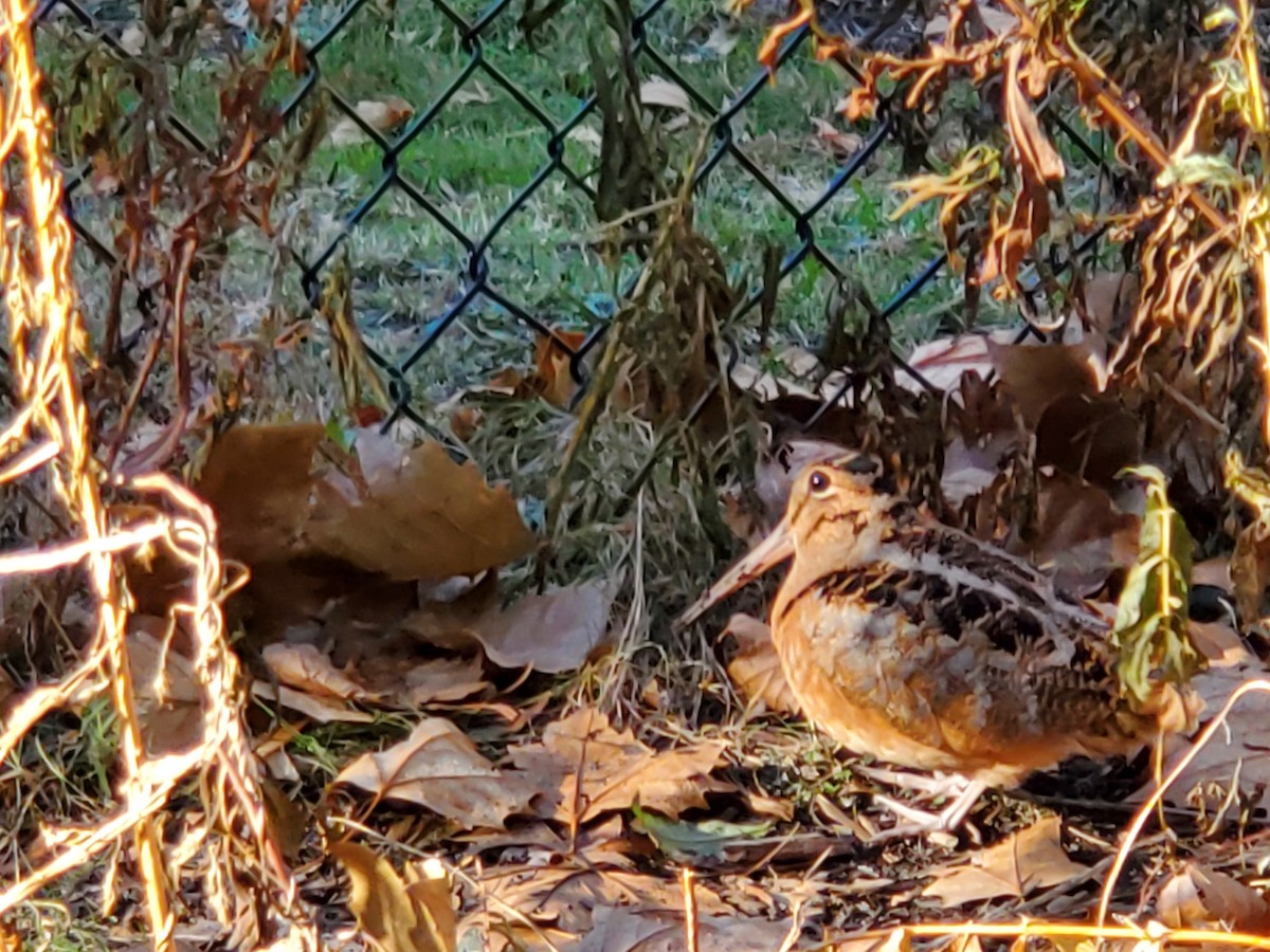 American Woodcock - ML537895661