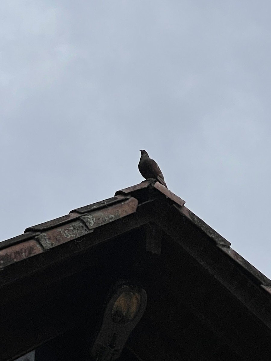 Rock Pigeon (Feral Pigeon) - ML537895981
