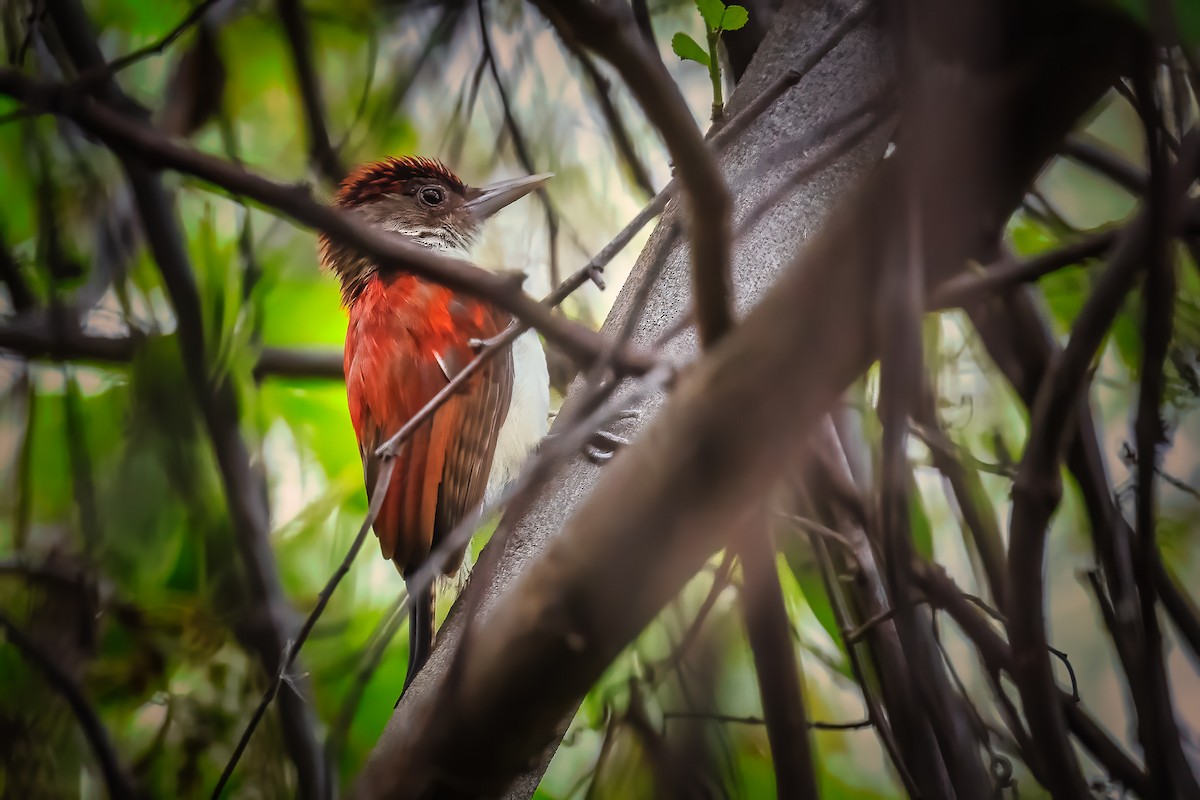 Scarlet-backed Woodpecker - Pancho Enriquez