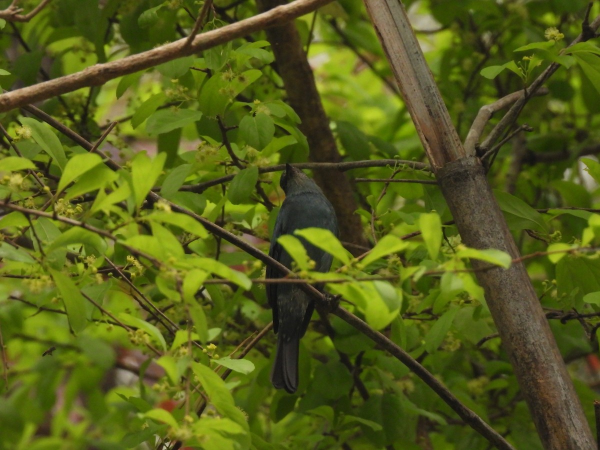 Verditer Flycatcher - ML537896311