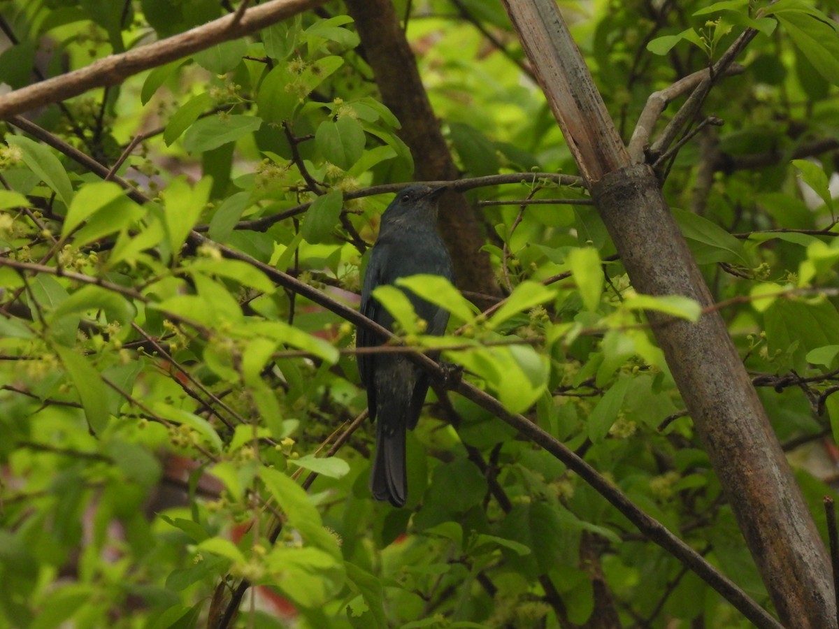 Verditer Flycatcher - ML537896321