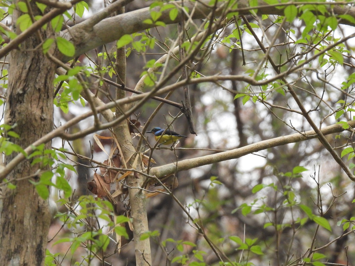 Ruby-cheeked Sunbird - ML537896511