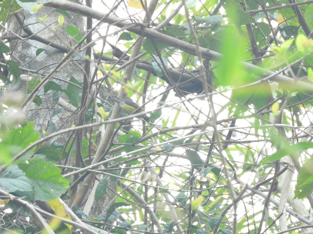 Little Spiderhunter - ML537896641