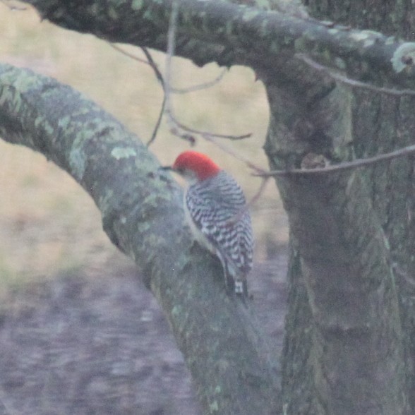 Red-bellied Woodpecker - ML537896661