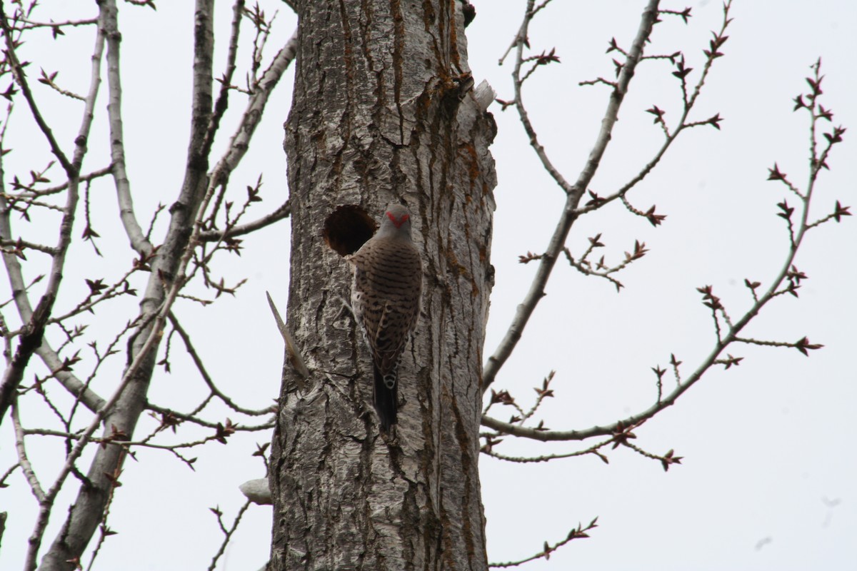 Northern Flicker (Yellow-shafted x Red-shafted) - Hilary Turner