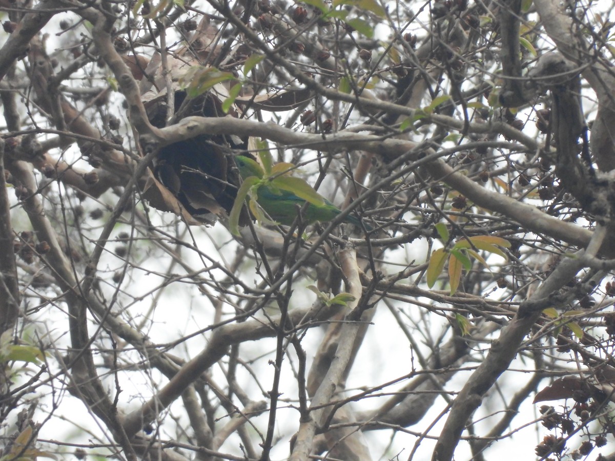Blue-winged Leafbird - ML537897061