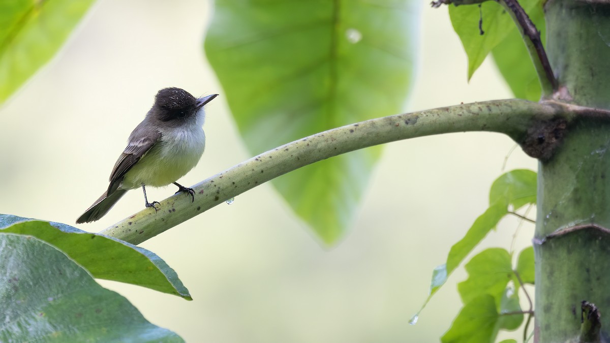 Sad Flycatcher - ML537897171