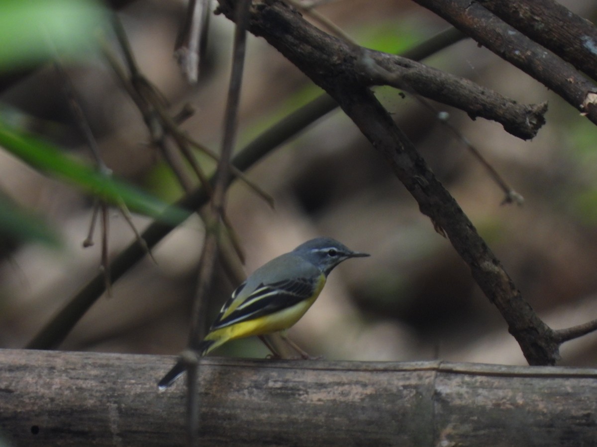 Gray Wagtail - ML537897181