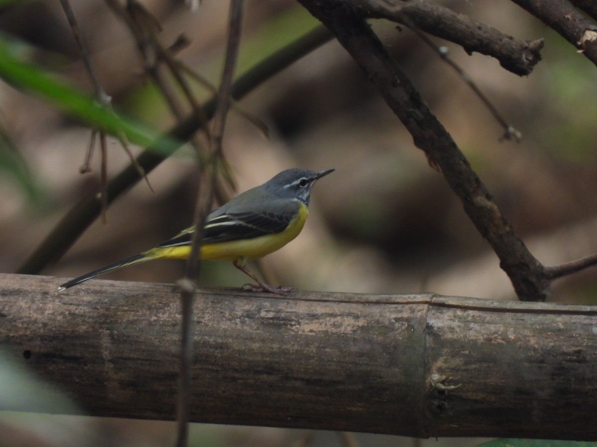 Gray Wagtail - ML537897191