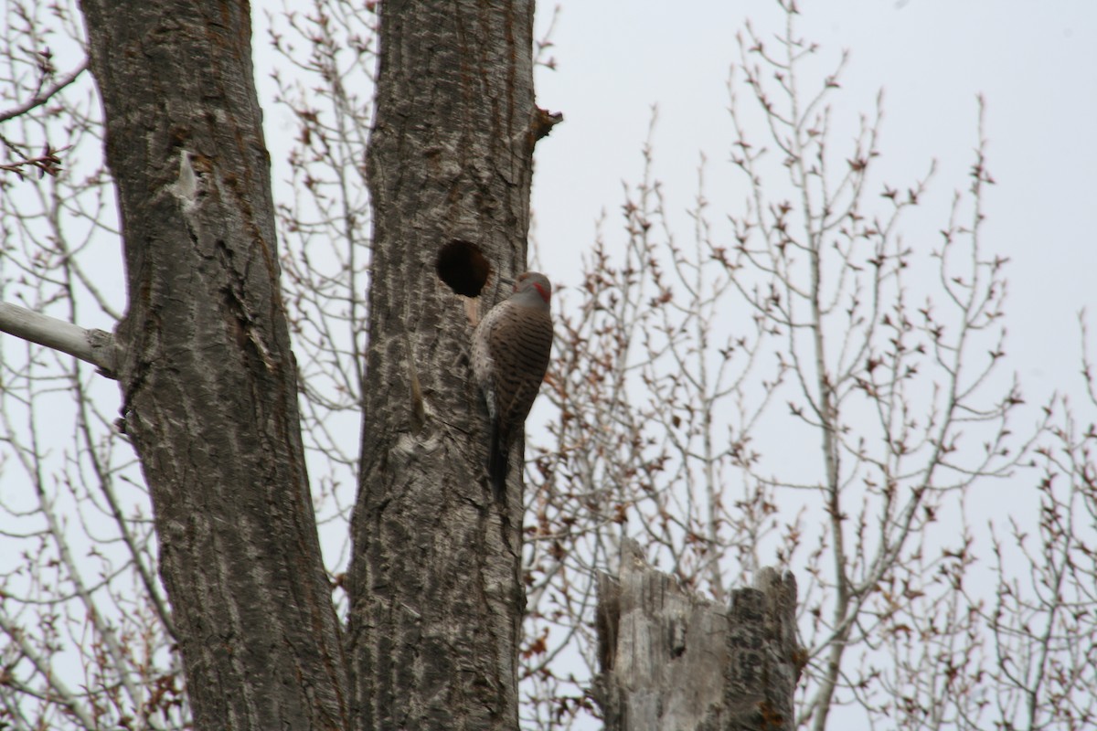 Northern Flicker (Yellow-shafted x Red-shafted) - Hilary Turner