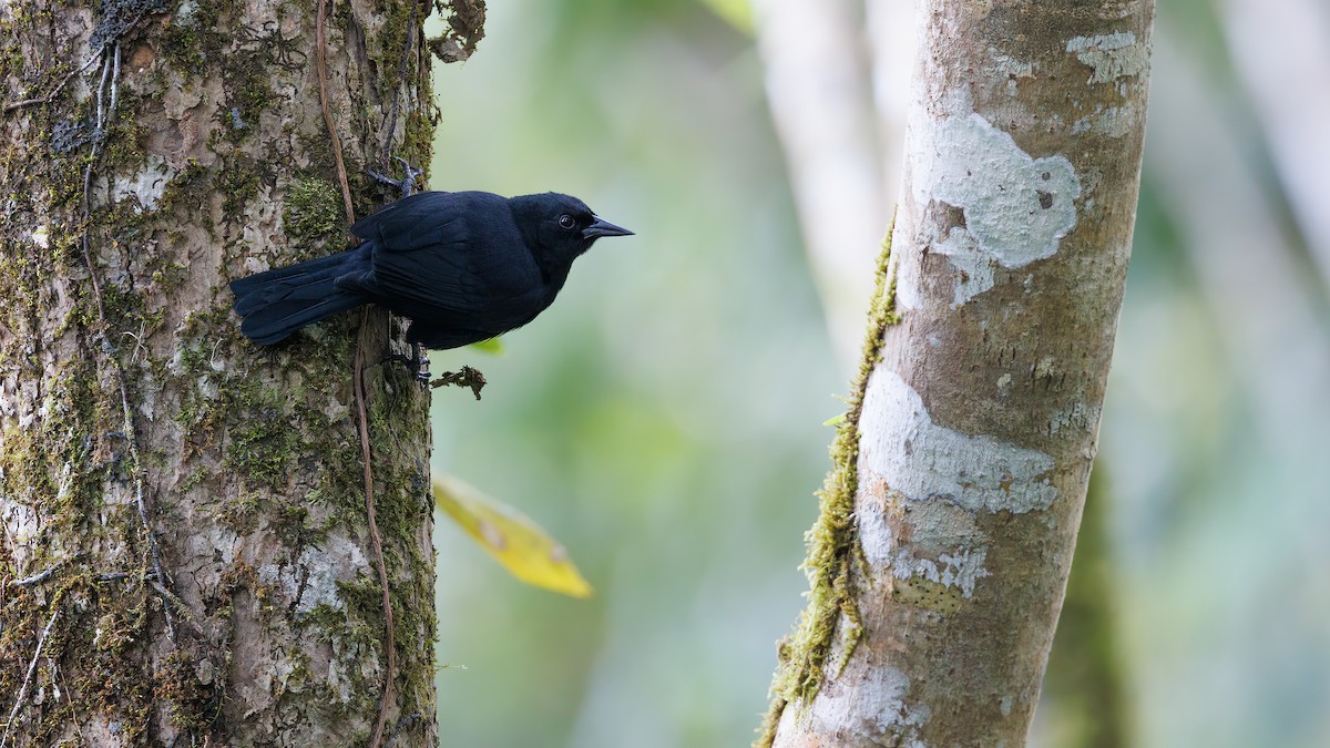 Jamaican Blackbird - ML537897561