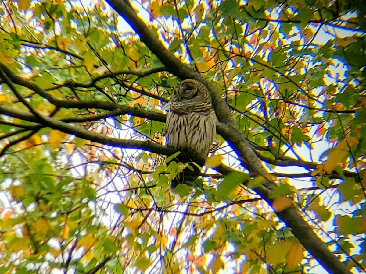 Barred Owl - ML537898821