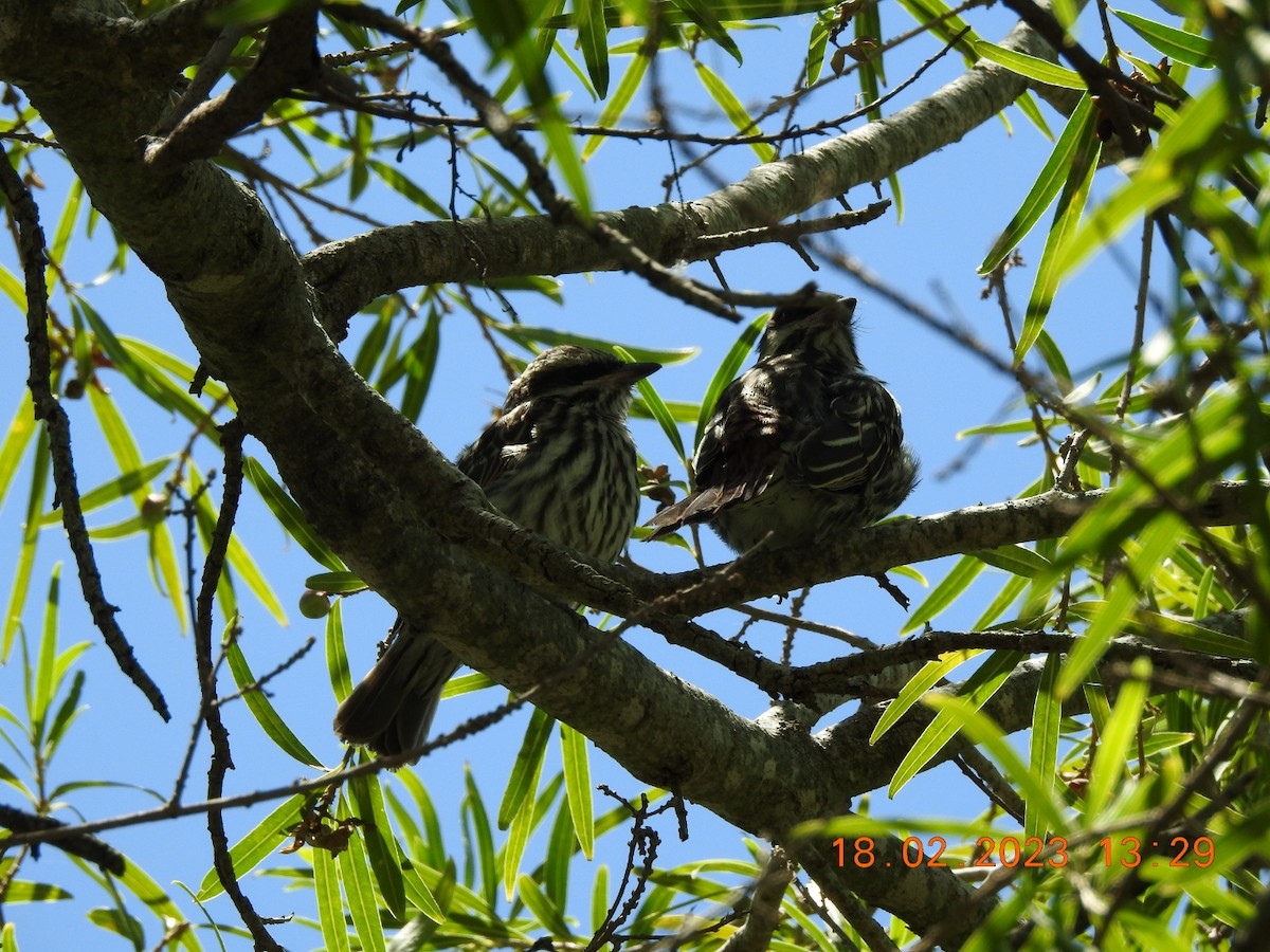 Streaked Flycatcher - ML537898881