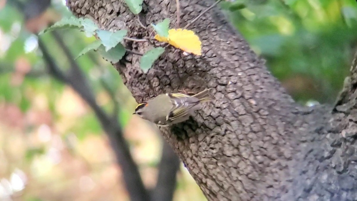 Golden-crowned Kinglet - ML537899791