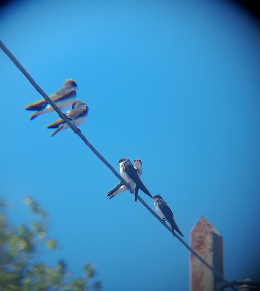 Chilean Swallow - ML537900461