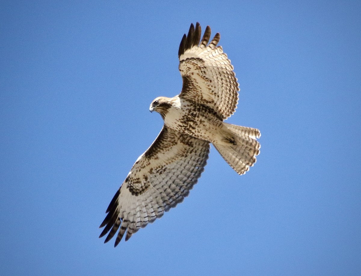 Red-tailed Hawk - ML537900521