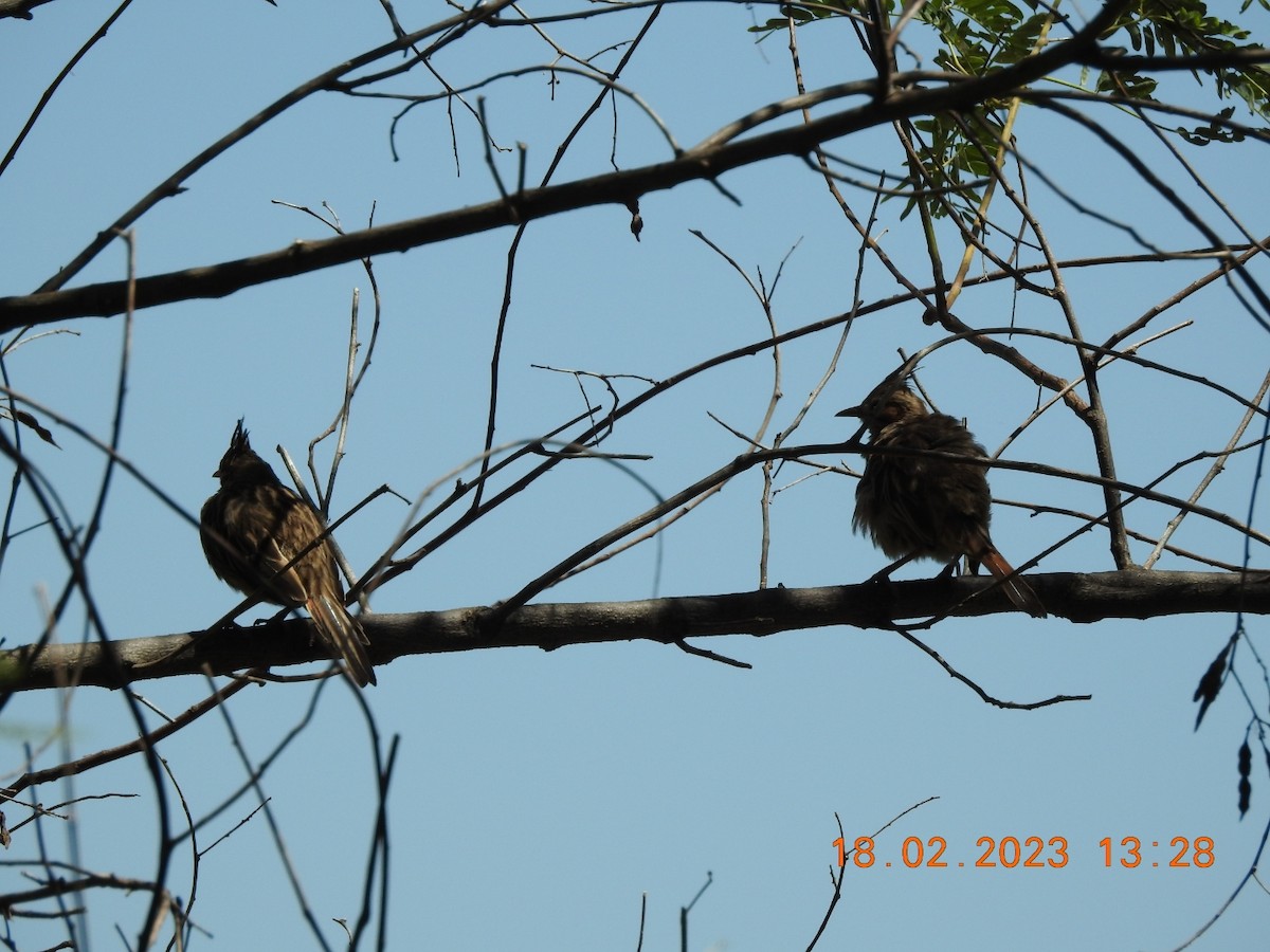 Chacobuschläufer - ML537901221