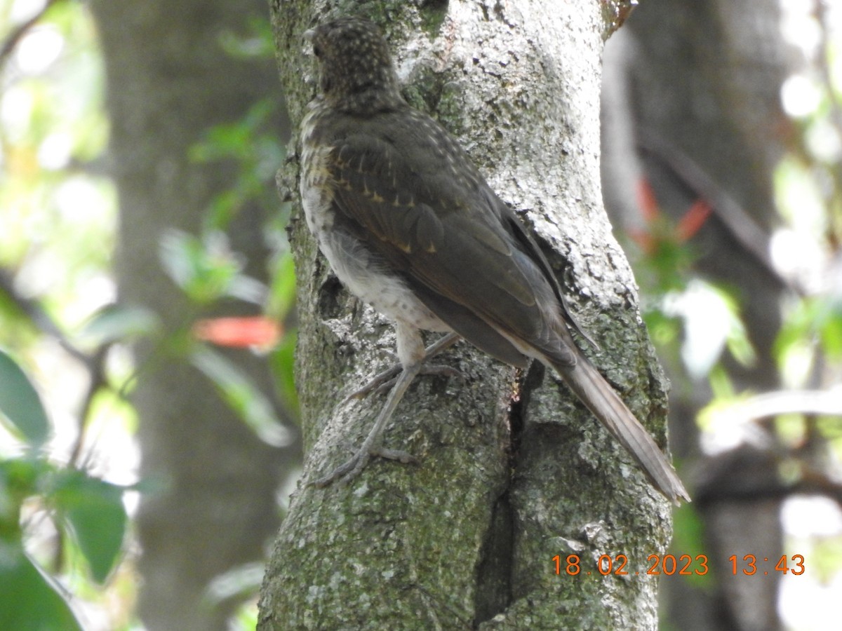 Creamy-bellied Thrush - Carlos Galvan