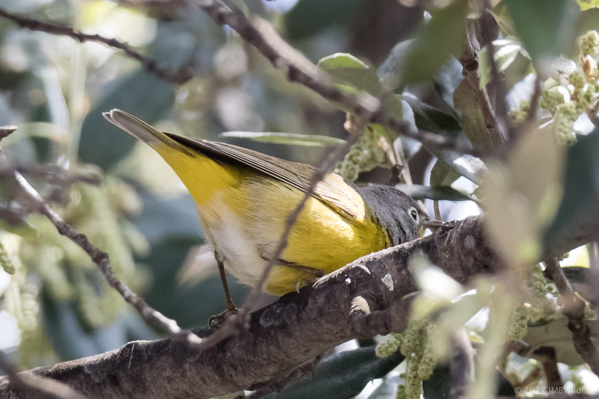 Nashville Warbler - ML53790141