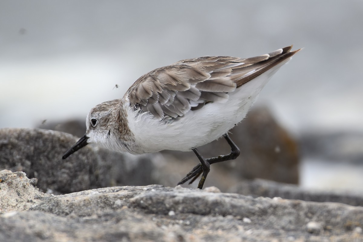 Little Stint - ML537901421