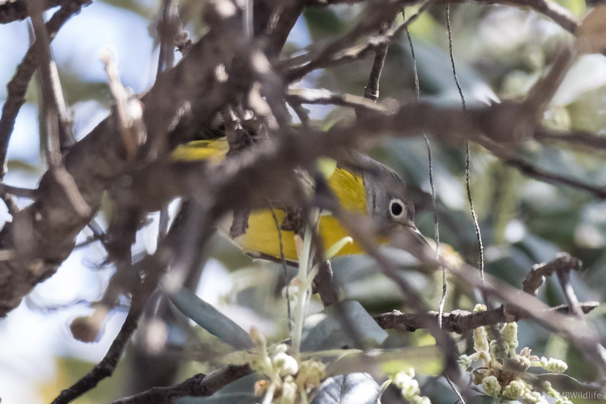 Nashville Warbler - ML53790151