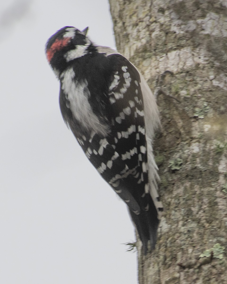 Downy Woodpecker - ML537901521