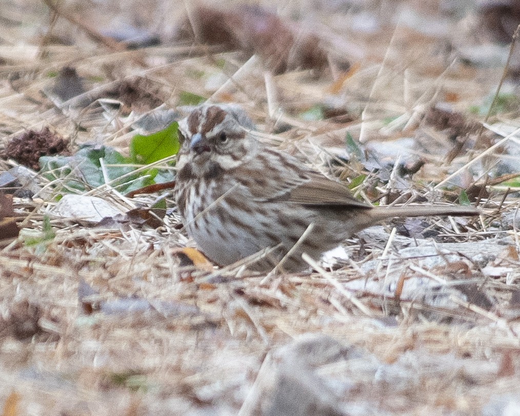Song Sparrow - ML537901791
