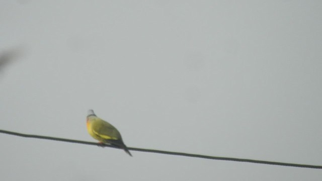 Orange-breasted Green-Pigeon - ML537901811