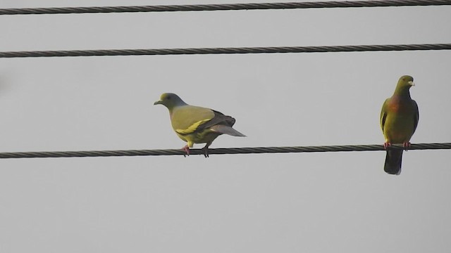 Orange-breasted Green-Pigeon - ML537901911