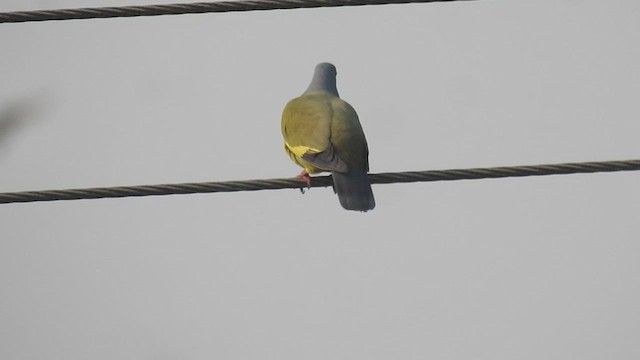 Orange-breasted Green-Pigeon - ML537902001