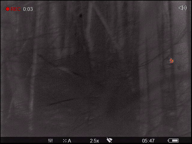 Northern Saw-whet Owl - ML537902641