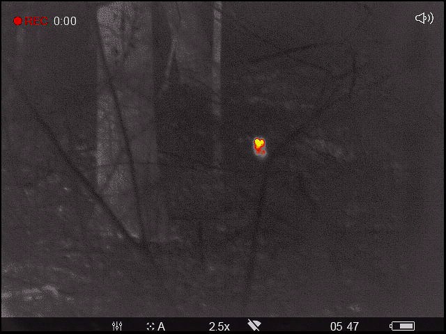 Northern Saw-whet Owl - ML537902651