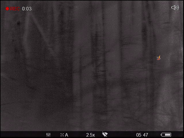 Northern Saw-whet Owl - ML537902661