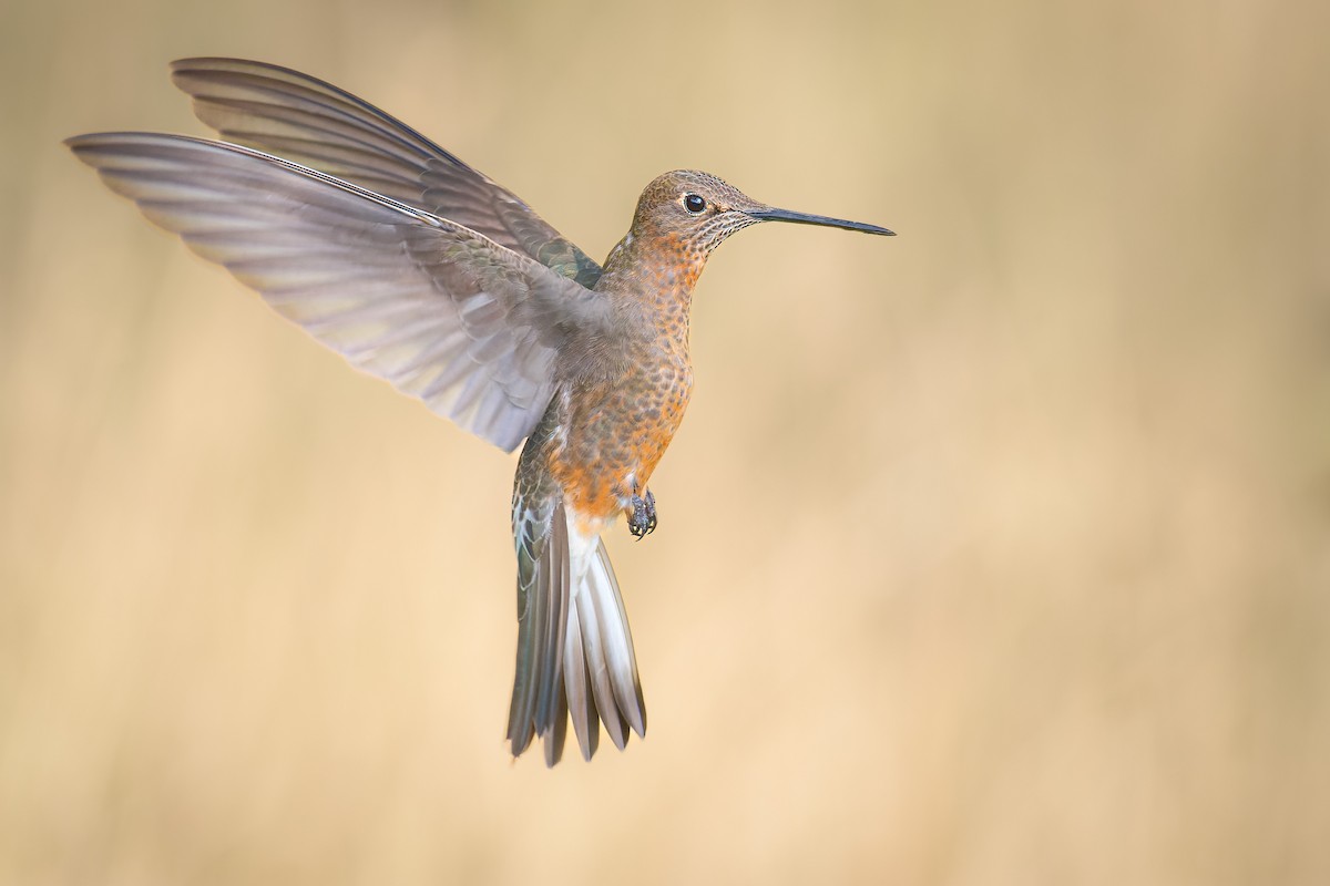 Giant Hummingbird - ML537902961