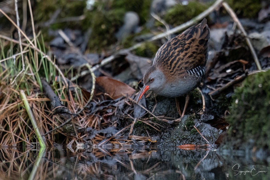 Water Rail - ML537903051