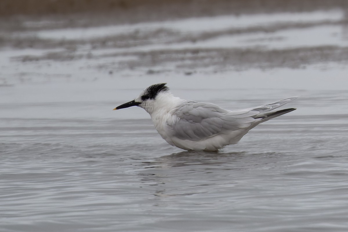 Sandwich Tern (Eurasian) - ML537903111