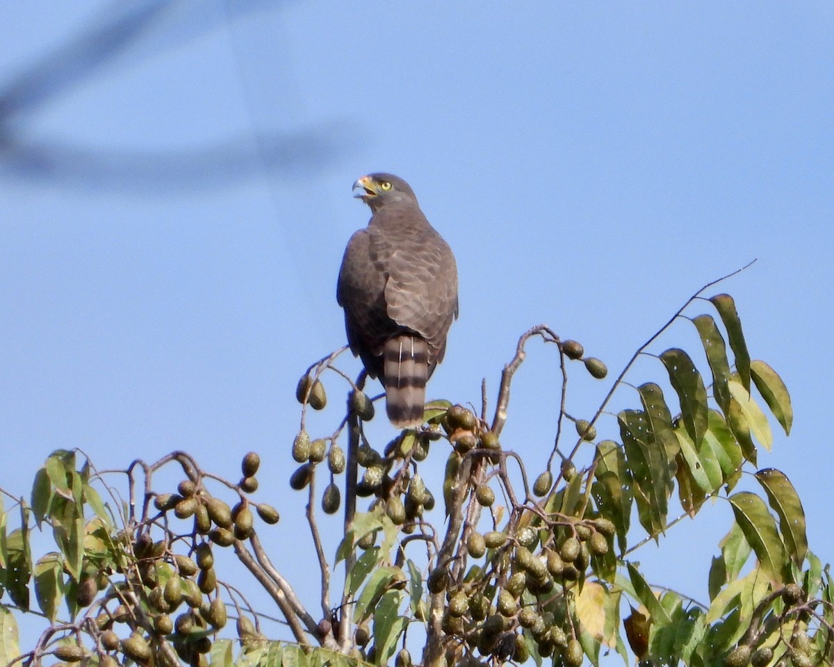 Roadside Hawk - grete pasch