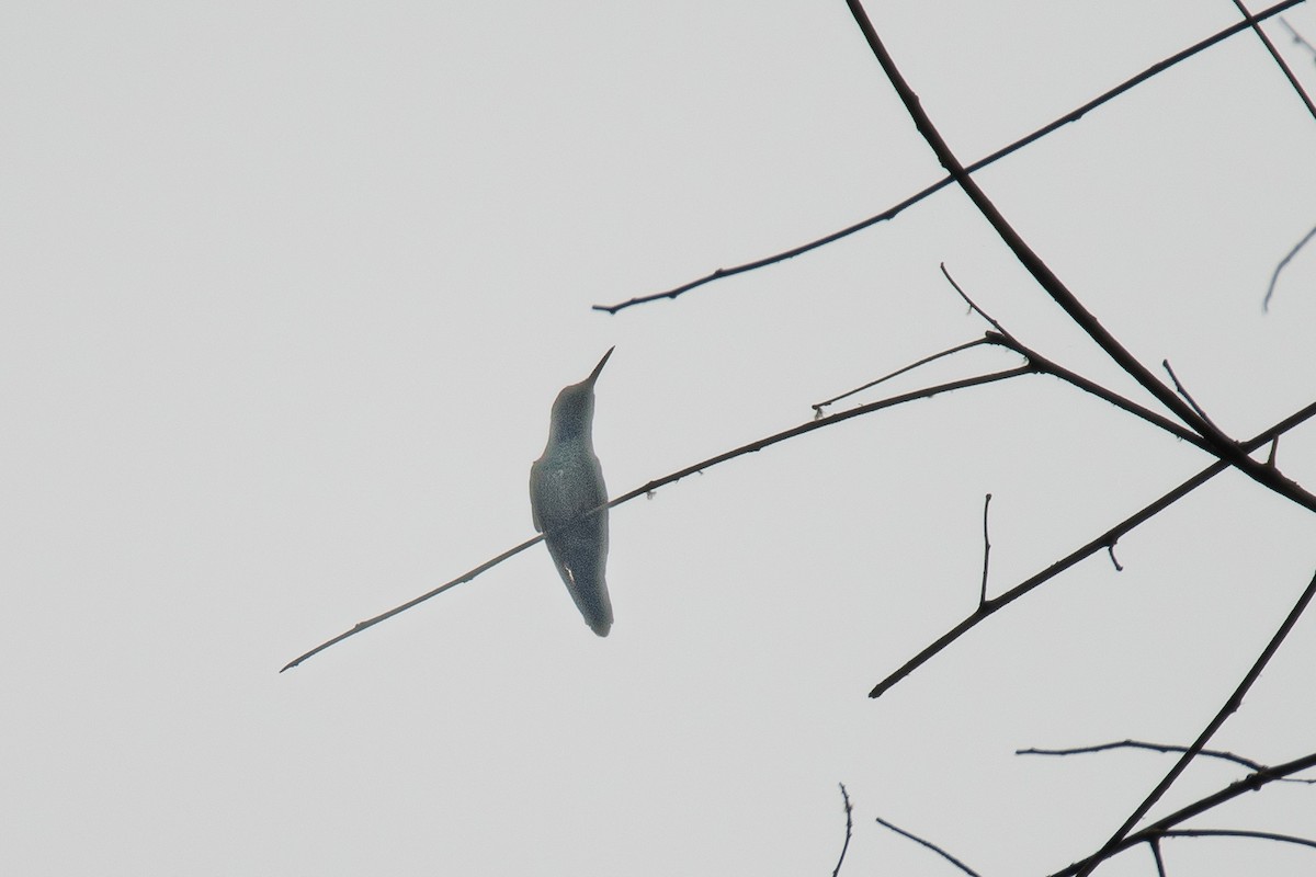 Blue-chested Hummingbird - ML537903991